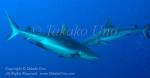 Shark 10tc Grey Reef 8602