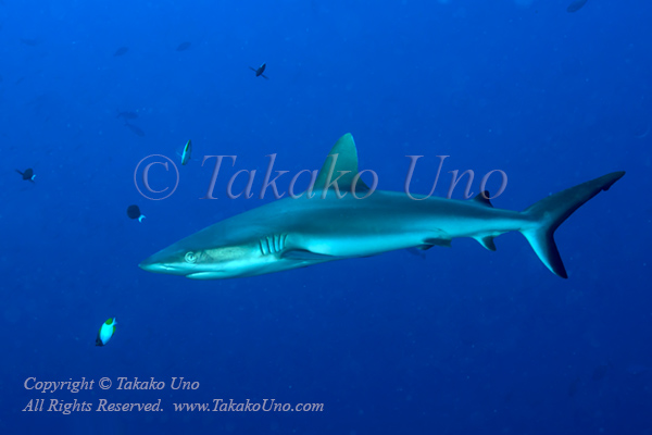 Shark 11tc Grey Reef 8603