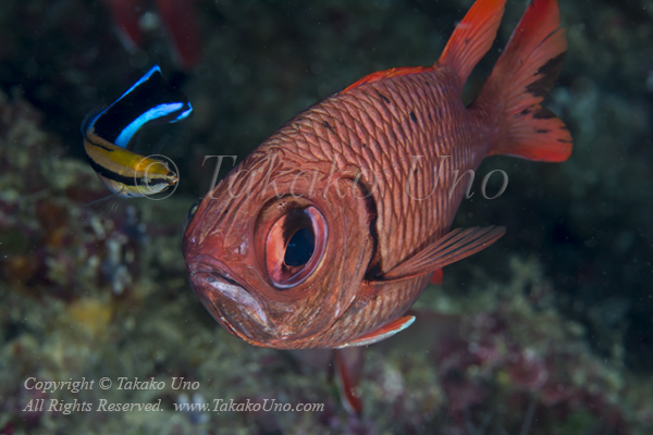 Soldierfish 01tc & Cleaner Wrasse 4624 copy