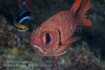 Soldierfish 01tc & Cleaner Wrasse 4624 copy