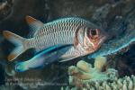 Soldierfish 01tc & Cleaner Wrasse 7021 copy