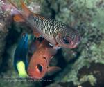 Soldierfish 03tc two species & Wrasse 6114 copy