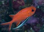 Soldierfish 04tc & Cleaner Wrasse 7251 copy