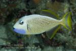 Triggerfish 01tc Blue-jaw male 6091