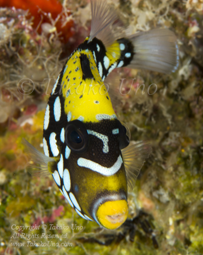 Triggerfish 01tc1 Clown juv 4692