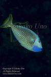 Triggerfish 02tc Blue-jaw male 4593