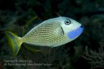 Triggerfish 02tc Blue-jaw male 6100