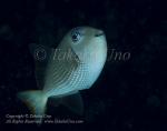 Triggerfish 03tc Blue-jaw female 4595