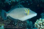 Triggerfish 04tc 6968