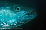 Tuna 02tc Dogtooth 4685