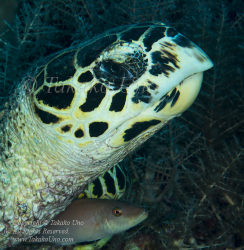 Turtle 04tc Hawksbill & Wrasse 7217