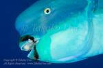 Wrasse 01tc Parrotfish 5894 copy