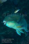 Wrasse 06tc Parrotfish & Cleaner 4865 copy
