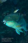 Wrasse 06tc Parrotfish & Cleaner 4865 copy