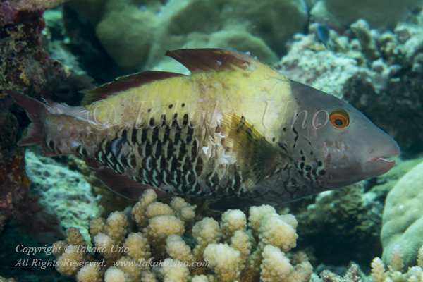 Wrasse 07tc Bicolor Parrotfish female 7037