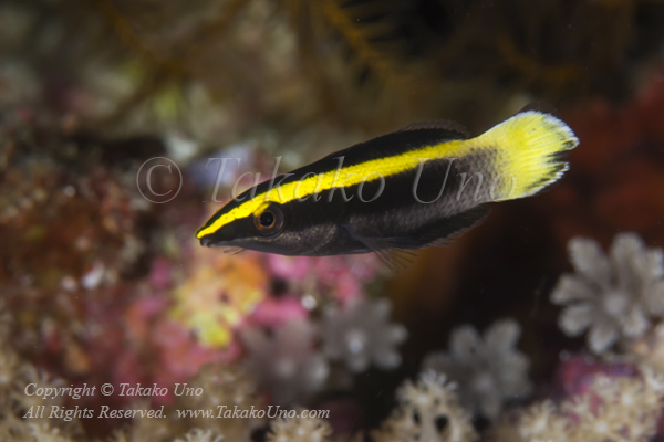 Wrasse 07tc Cleaner Wrasse 4676 copy