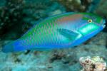 Wrasse 07tc Parrotfish 4868 copy