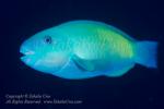Wrasse 13tc Parrotfish 5151 copy
