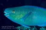Wrasse 14tc Parrotfish 7278 copy