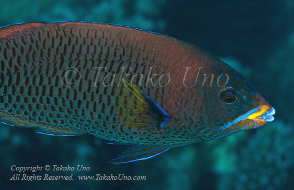 Wrasse 15tc 7421 copy