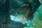 Wrasse 16tc Parrotfish 7424 copy