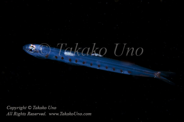 Lizardfish 02tc2 w Parasite 4457