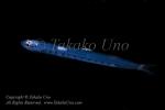 Lizardfish 02tc2 w Parasite 4457