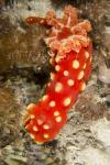 Gymnodoris aurita 2776 Komodo2019