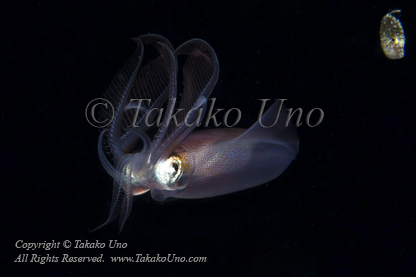 Squid 10tc2 Diamond & Filefish 4903