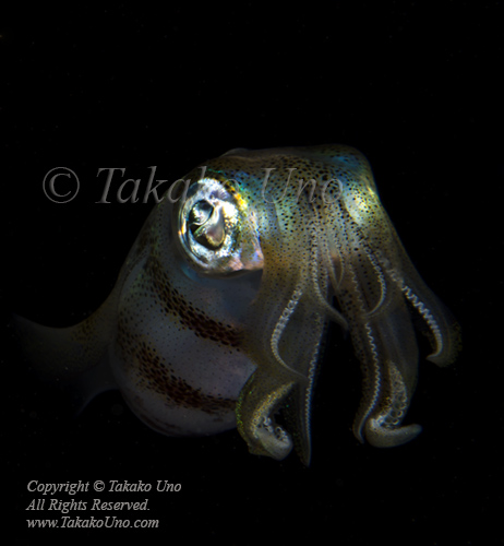 Squid 03tc2 Reef 8733