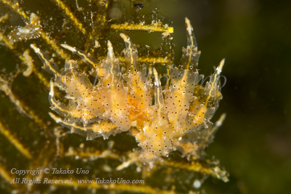 Eubranchus virginalis 6098 Ambon2015