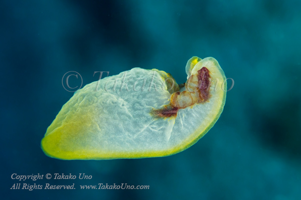 Nudi 05tc Melibe japonica possibly 1538 Anilao2016