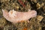 Gymnodoris 0731 Alor2016