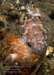 Nudi 13tc Halgerda sp mating 0622 Alor2016