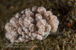 Phyllodesmium sp 0746 Alor2016