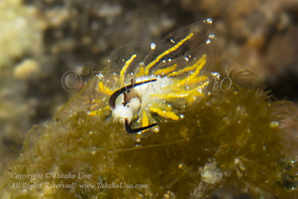 Eubranchus or Stiliger 0854 Alor2016