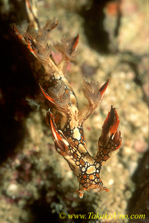 Bornella anguilla 03 45mm