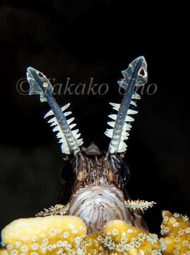 Scorpionfish 63tc Lionfish 6692 Sumbawa2010