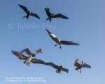 Bird 10tc Pelican & Frigate 1419