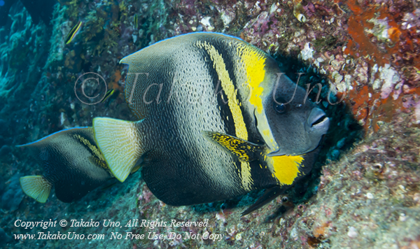 Angelfish 04tc Cortez, Pomacanthus zonipectus 1563