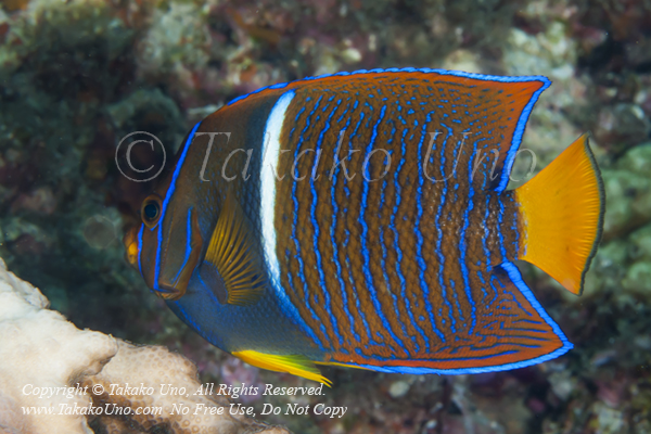 Angelfish 11tc King, Holacanthus passer subadult 1889