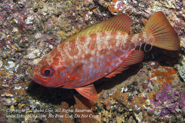 Bigeye 02tc Glasseye Snapper, Heteropriacanthus cruentatus 1571