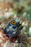 Blenny 18tc Mexican Barnacle, Acanthemblemaria macrospilus OF 2048