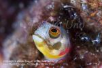 Blenny 22tc Mexican Barnacle, Acanthemblemaria macrospilus 2140