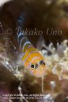 Goby 01tc Widebanded Cleaning, Elacatinus limbaughi 1898