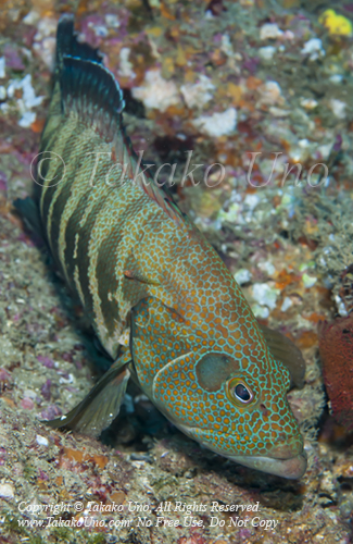 Grouper 01tc Panama Graysby & Banded Cleaner Goby 1926