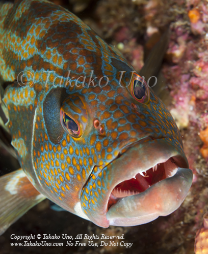 Grouper 04tc Panama Greaysby, Cephalopholis panamensis 2006