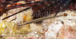 Pipefish 01tc2 Fantail, Doryhamphus excisus 1896