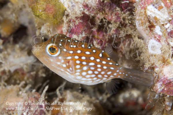 Pufferfish 03tc Spotted Sharpnose juv, Canthigaster punctatissima mof 1901