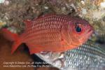 Soldierfish 01tc Panamic, Myripristis leiognathus1902